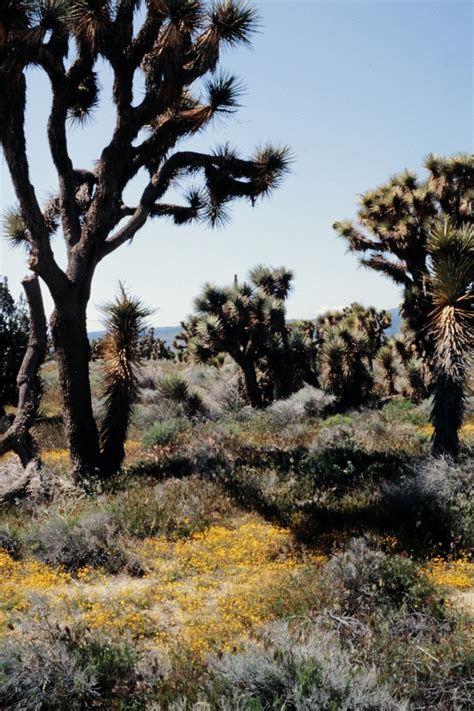 CalPhotos Joshua Tree Forest