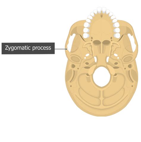 Zygomatic arch inferior view - plumFlex