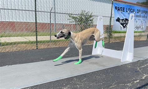 What is Flyball for Dogs? | UPCO Pet Supplies BLOG