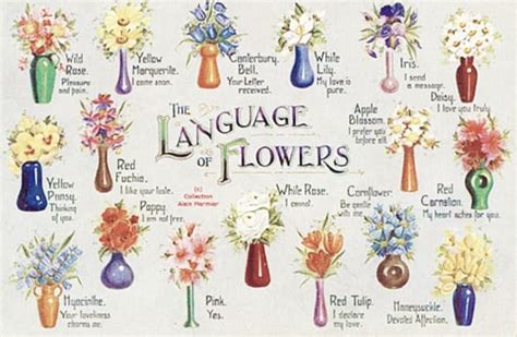 "The Language of Flowers" | Blog | BOULDER GARDENS FLORIST