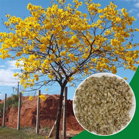 Sementes De Ipê Amarelo Tabebuia Chrysotricha Mais Floresta