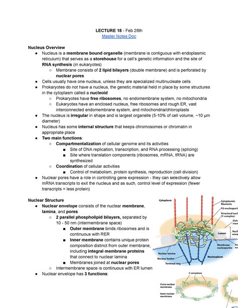 Mcb Exam Notes Lectures Lecture Feb Th Master Notes