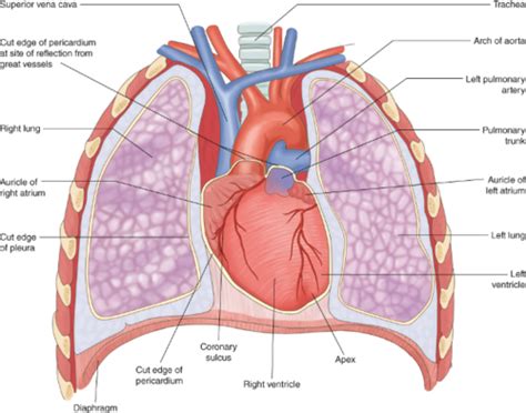 Bio Cardiovascular System Power Point Flashcards Quizlet