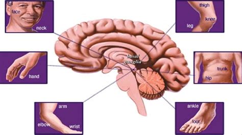 El Origen Del Parkinson Puede Estar En El Intestino Parkinson