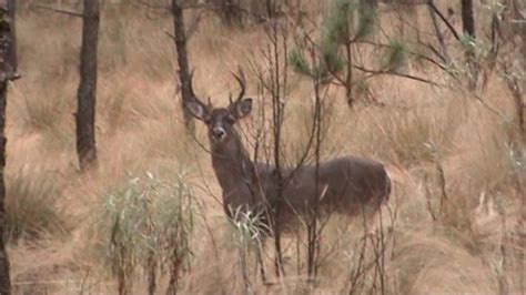 Venado Cola Blanca Del Centrosur De M Xico Subespecies Odocoileus