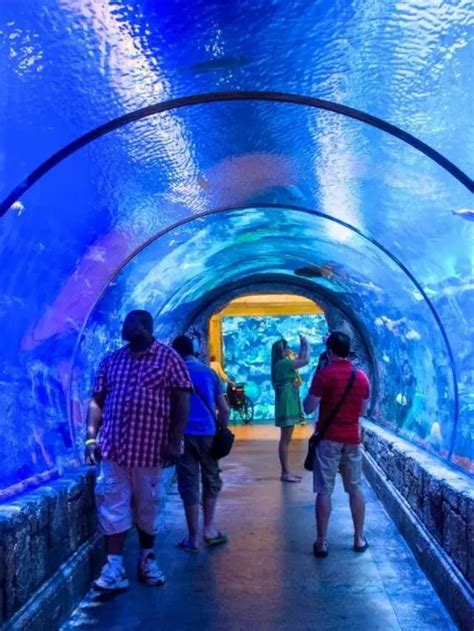 Is the Aquarium Free if You Stay at Mandalay Bay Story - FeelingVegas