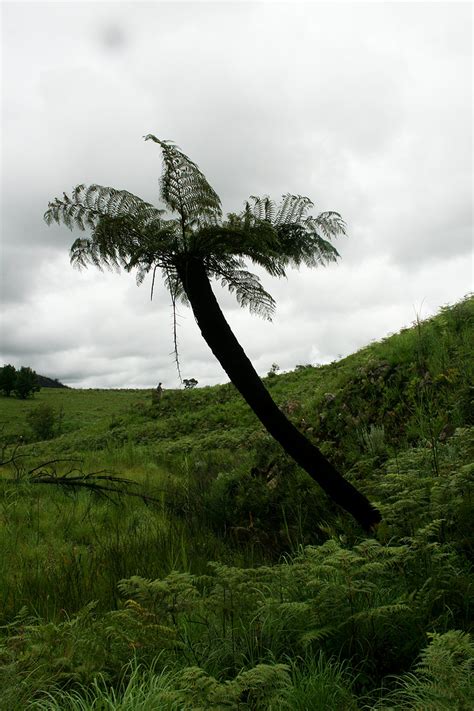 Flora Of Zimbabwe Cultivated Plants Individual Record No