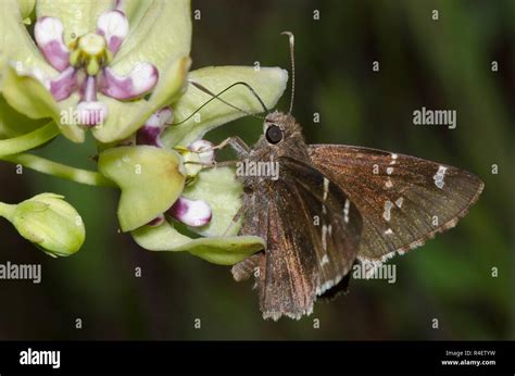 Southern Cloudywing Cecropterus Bathyllus Male On Green Milkweed