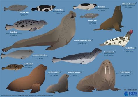 How Big Do Seals Get Sea Lion Bear Species Animals Wild