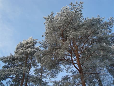 Winter at its peak – Owlnature