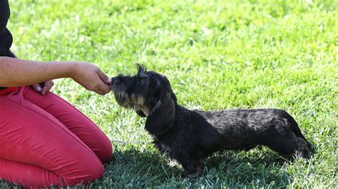 Quelles Races De Chiens Ont La Plus Longue Esp Rance De Vie Ces