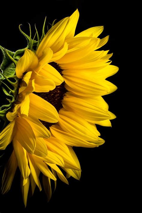 Close Photo Of Yellow Sunflower On Black Background Flowers Black Background Sunflower