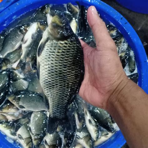 Jual Ikan Mas Segar Kg Shopee Indonesia