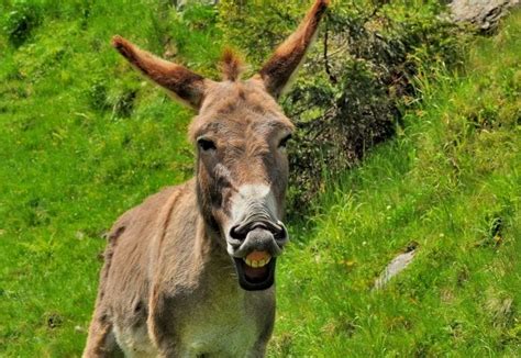 140+ Funny Donkey Names - Funny & Cute Names For A Pet Donkey