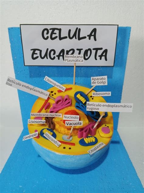 Maqueta célula Eucariota Celula eucariota Celulas eucariotas animal