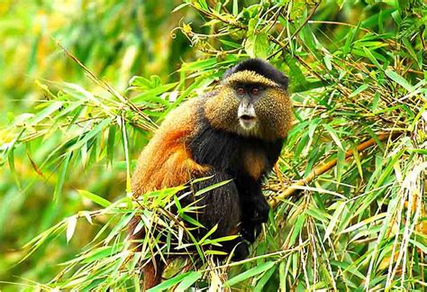 4 Days Rwanda Gorillas Golden Monkey Trekking Safari Vacations