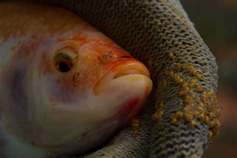 Alevines De Tilapia Roja Omega Fish