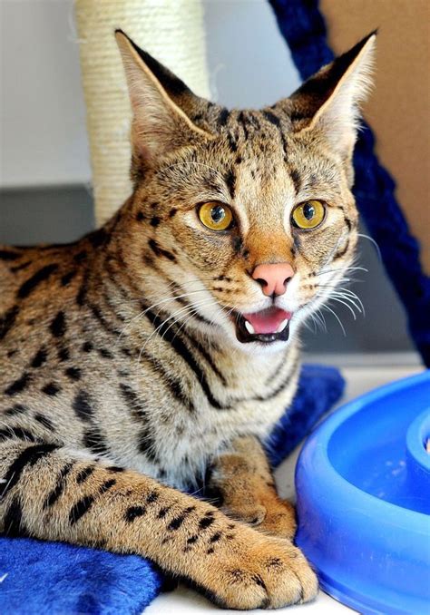 Savannah Savannah Cat Savannah Chat Serval Cats