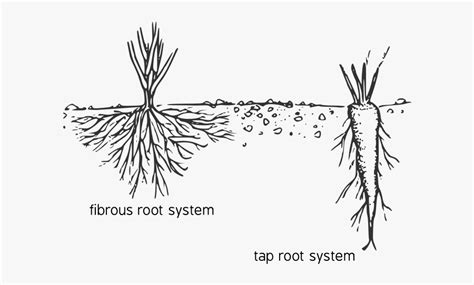 Tap Root Diagram