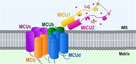 Micu And Micu Potentiation Of Ca Uptake By The Mitochondrial Ca