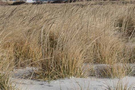 Found On The Atlantic Coast And The Lower Great Lakes Ammophila