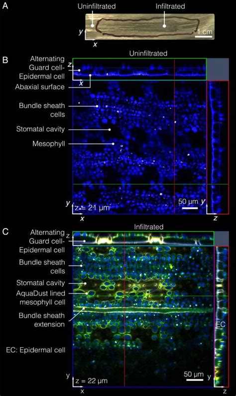 High Throughput Phenotyping For Effective Water Use With Aquadust