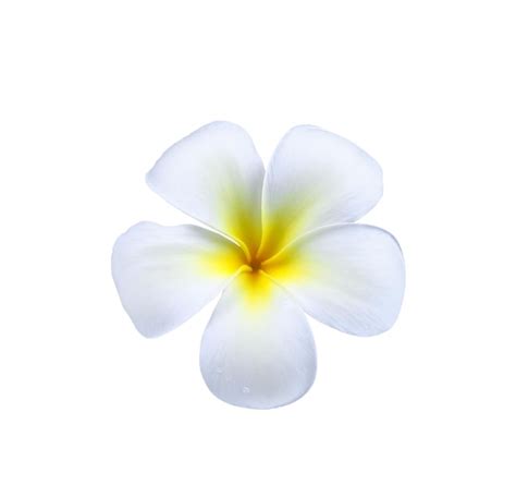 Premium Photo Frangipani Plumeria Flower With Water Drop Isolated