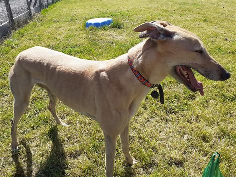 Greyhound Advocacy Matters - Hey Reet Yes Reet Any update Reet? No Reet. But LACS and Peta are