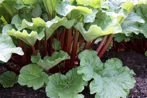 Growing Rhubarb Small Green Things