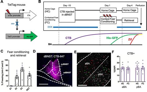 Functional Characterization Of The Basal Amygdala Dorsal Bnst Pathway