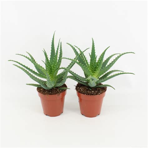 Aloë Arborescens Cactuskwekerij Stolk