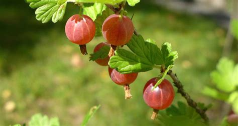 Snoeien Kruisbes Bakker