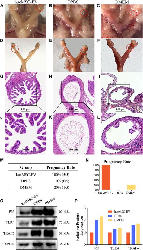 Frontiers Human Umbilical Cord Mesenchymal Stem Cells Derived