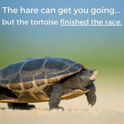 34 best Tortoise And The Hare Quotes images on Pinterest | Tortoise, Tortoise turtle and Turtle