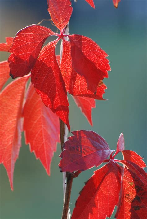 Fotos gratis rama flor pétalo rojo otoño botánica Nikon flora