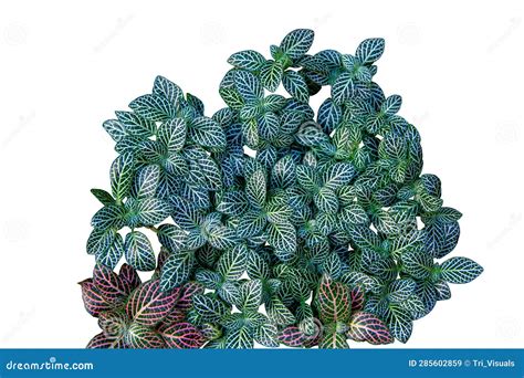 Fittonia Pattern Leaf Nerve Plant Isolated On White Background Stock