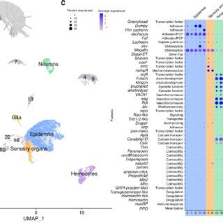 Diversity Of Cell Types In Parhyale Legs Revealed By ScRNAseq A