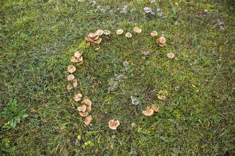 Toadstools In Lawn Why Mushrooms Grow And How To Get Rid