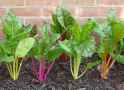 Swiss Chard - Gardening Solutions - University of Florida, Institute of ...