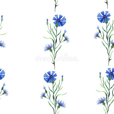 Illustration D Aquarelle Des Usines Bleues De Bleuet D Tails Peints