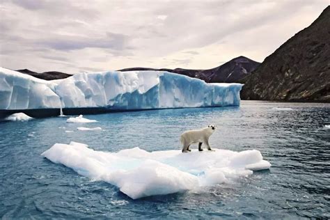 Kanada Nunavut 7 Tage Tierbeobachtung Eisbären Und Gletscher Auf