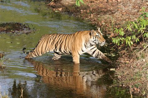 Wildlife Photography in Bandhavgarh - Tripoto