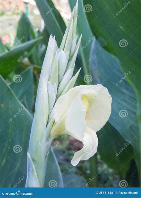 Kana Flower Canna Indica Lily In Indonesia Is Commonly Called The