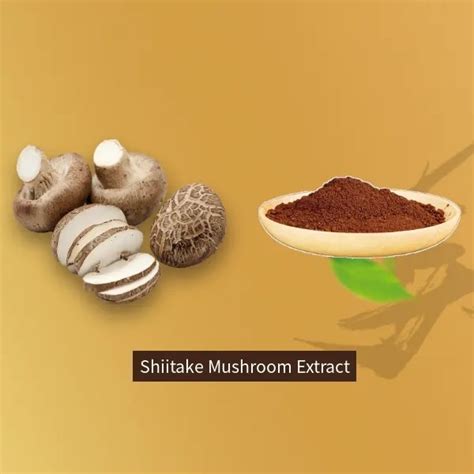 Lentinus Edodes Extract Organic Lentinus Edodes Extract