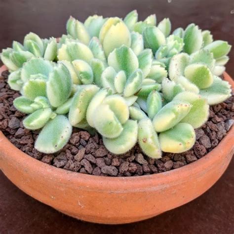 Cotyledon Tomentosa O Garrita De Oso Th Suculentas