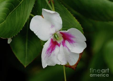 White And Pink Flower Photograph By Carol Bilodeau Fine Art America