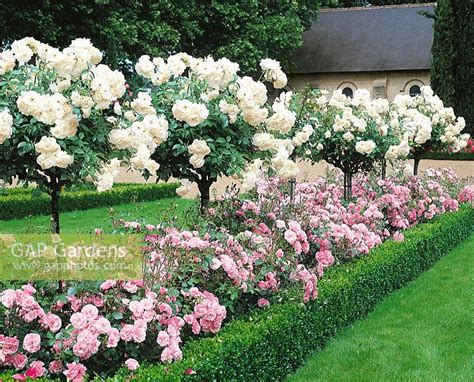 Rose Garden With Bor Stock Photo By Nova Photo Graphik Image 0906610