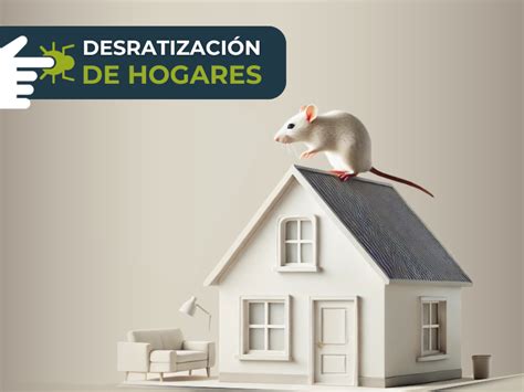 ¿ruidos En El Techo Señales De Ratas En Casa Y Cómo Eliminarlas De