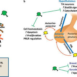 Pdf Use Of Prolactin Receptor Antagonist To Better Understand