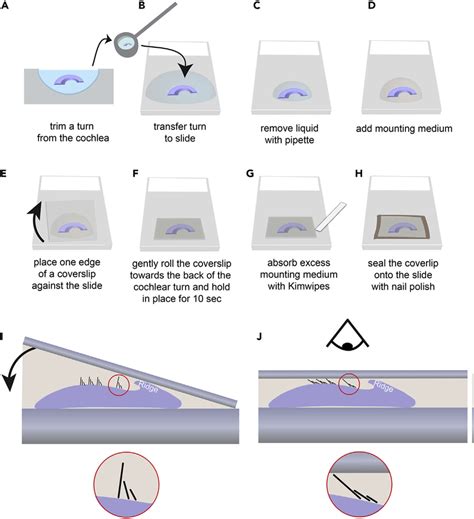 Whole Tissue Mounting Of The Organ Of Corti A Perform Final Trims On